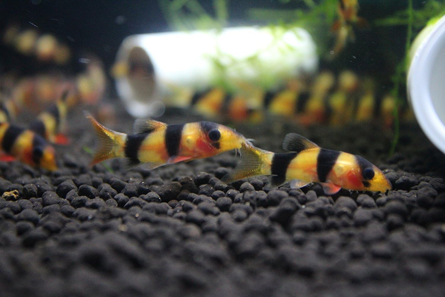 Clown Loach