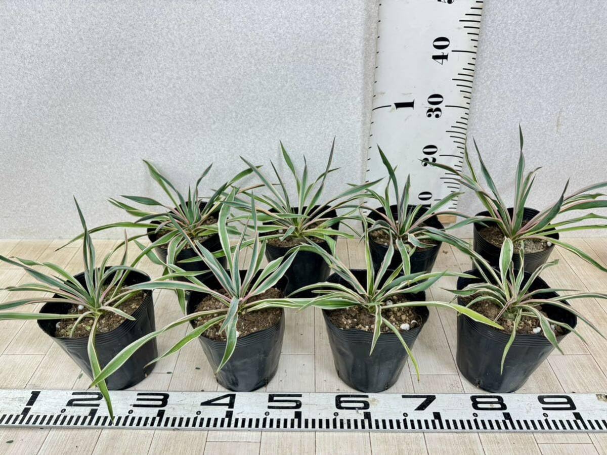 ユッカ　グロリオサ　バリエガータ　8号鉢つき　2株セット❗特価❗ ユッカ グロリオサ バリエガータ 斑入り 8号鉢つき 2株セット❗ 【公式