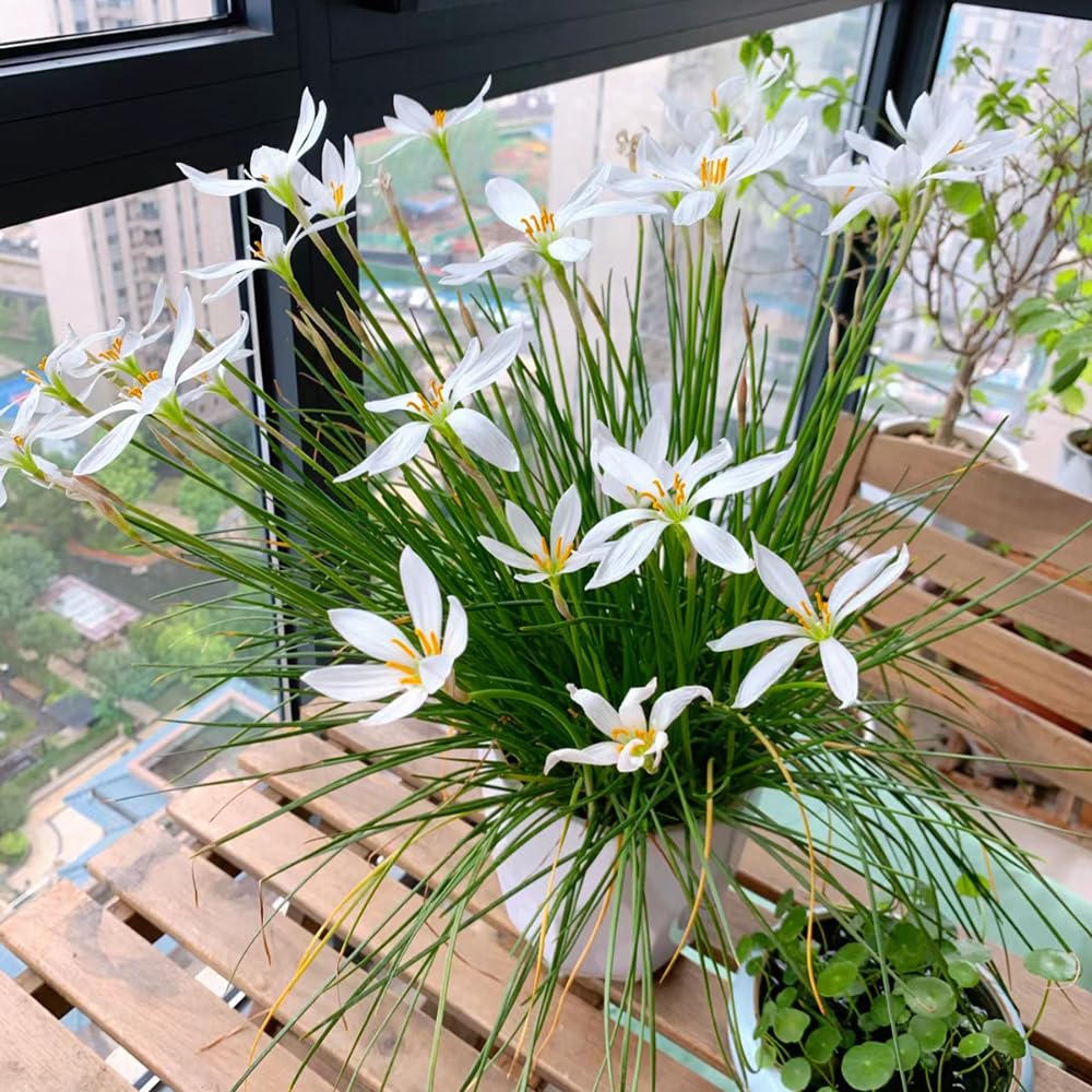 12 Bulbi Di Zephyranthes Candida - Piante Perenni Resistenti Per Giardino O Vaso, Fiori Freschi