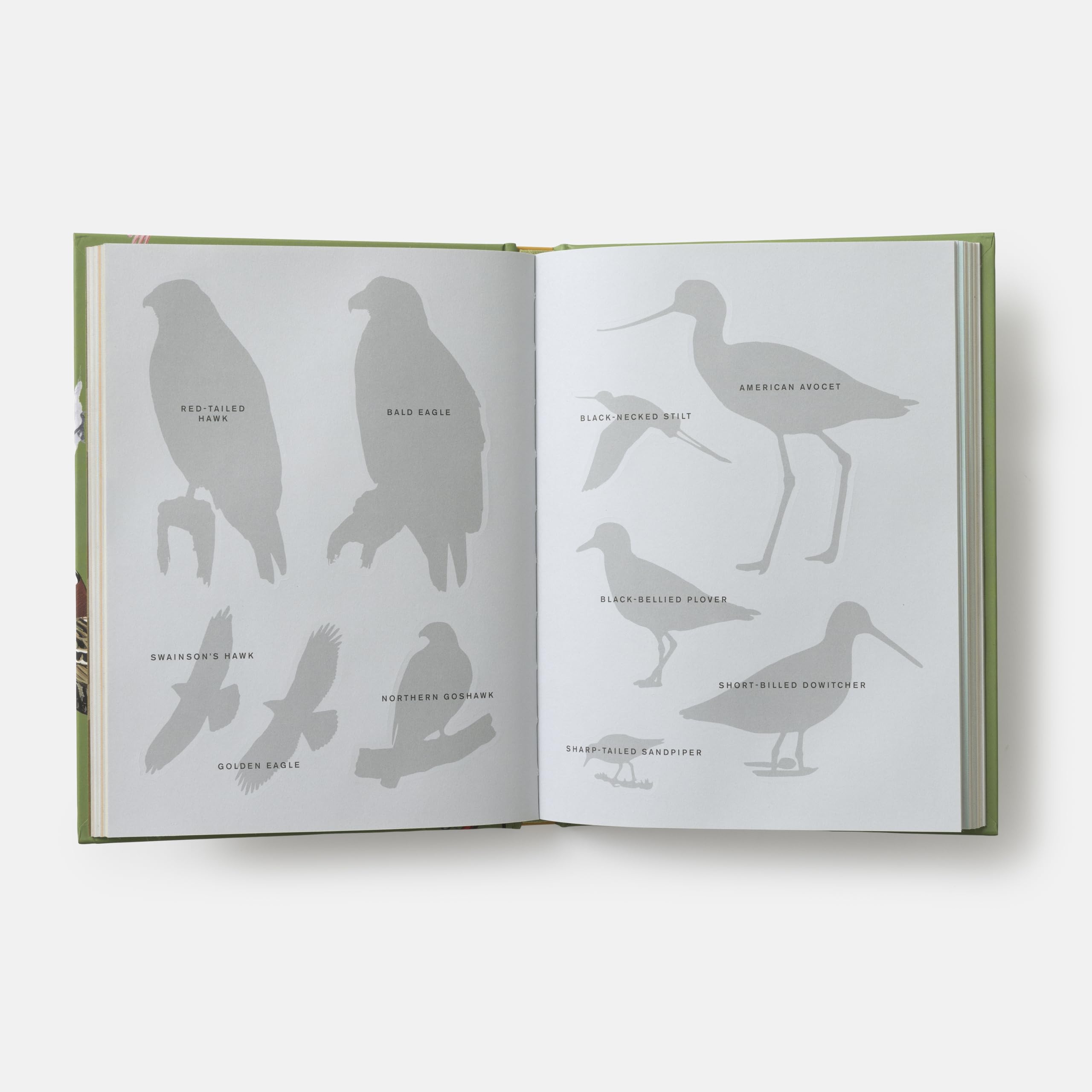Sibley Birding Sticker Book: With More Than 300 Stickers: Stickers for Journals, Water Bottles, Laptops, Planners, and More