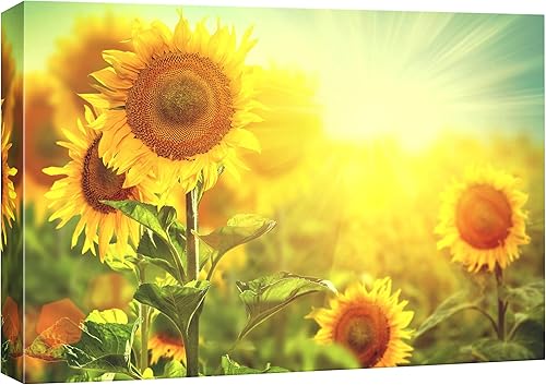 SIGNFORD Lienzo impreso para pared, girasoles con rayos de luz, plantas florales, fotografía, realismo, contemporáneo, escénico, colorido,