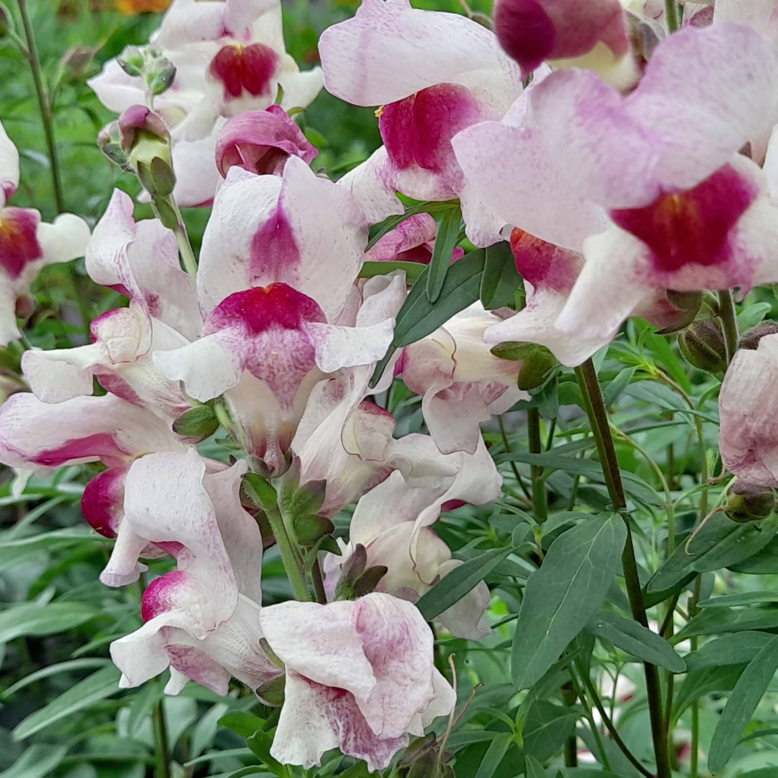 Plant World Seeds - Antirrhinum Majus 'Lucky Lips' Seeds (Annual Flower Seeds)