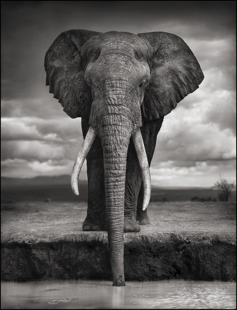 Amazon.com: Nick Brandt: books, biography, latest update