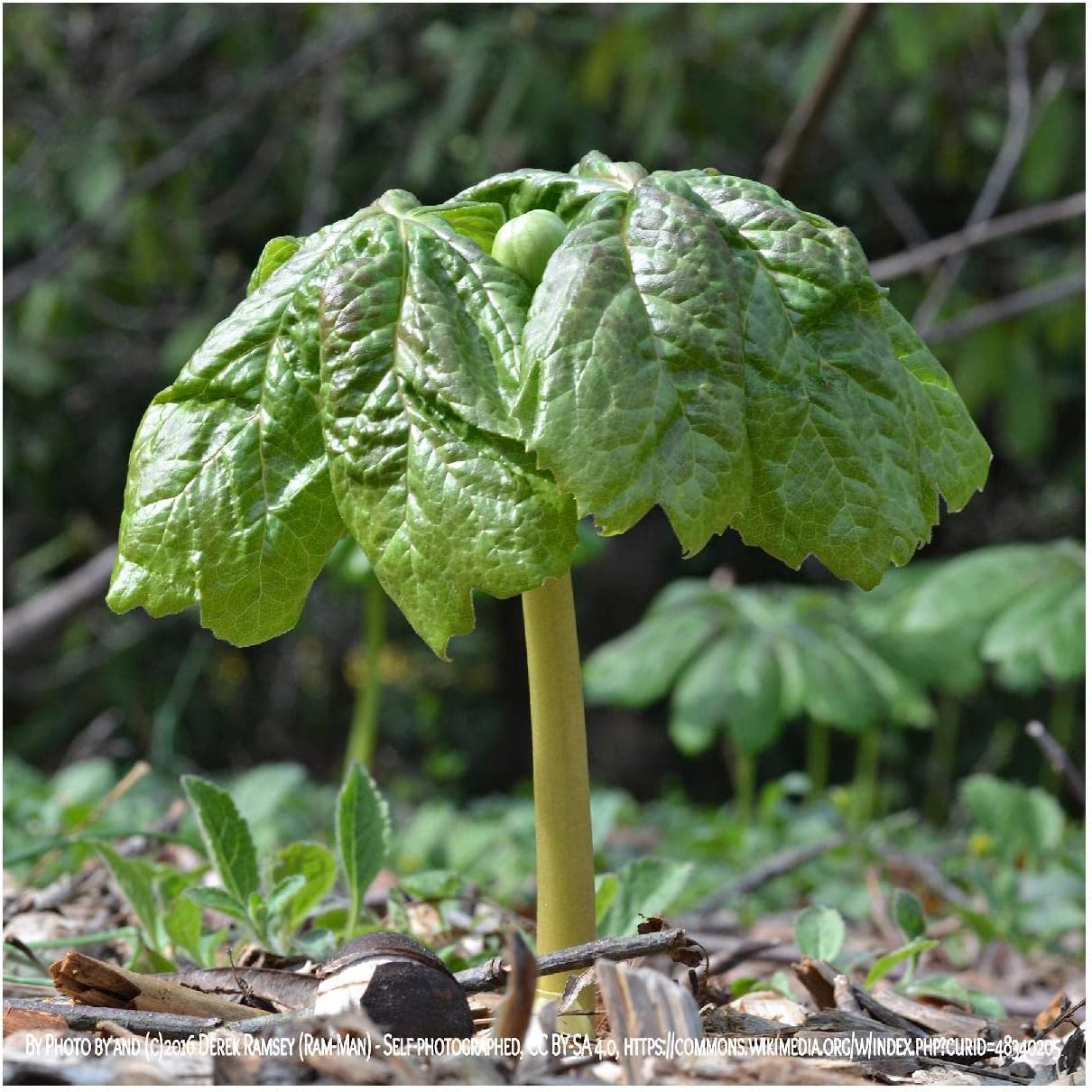 Everwilde Farms - 1 Oz May Apple Native Wildflower Seeds - Gold Vault