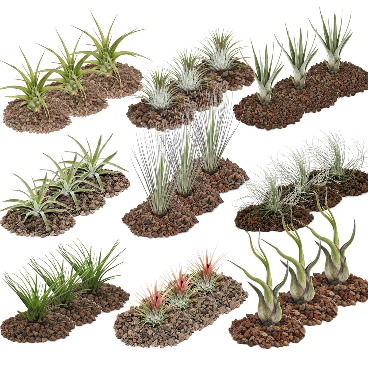 1 giant set of 27 Tillandsien in at least 9 varieties