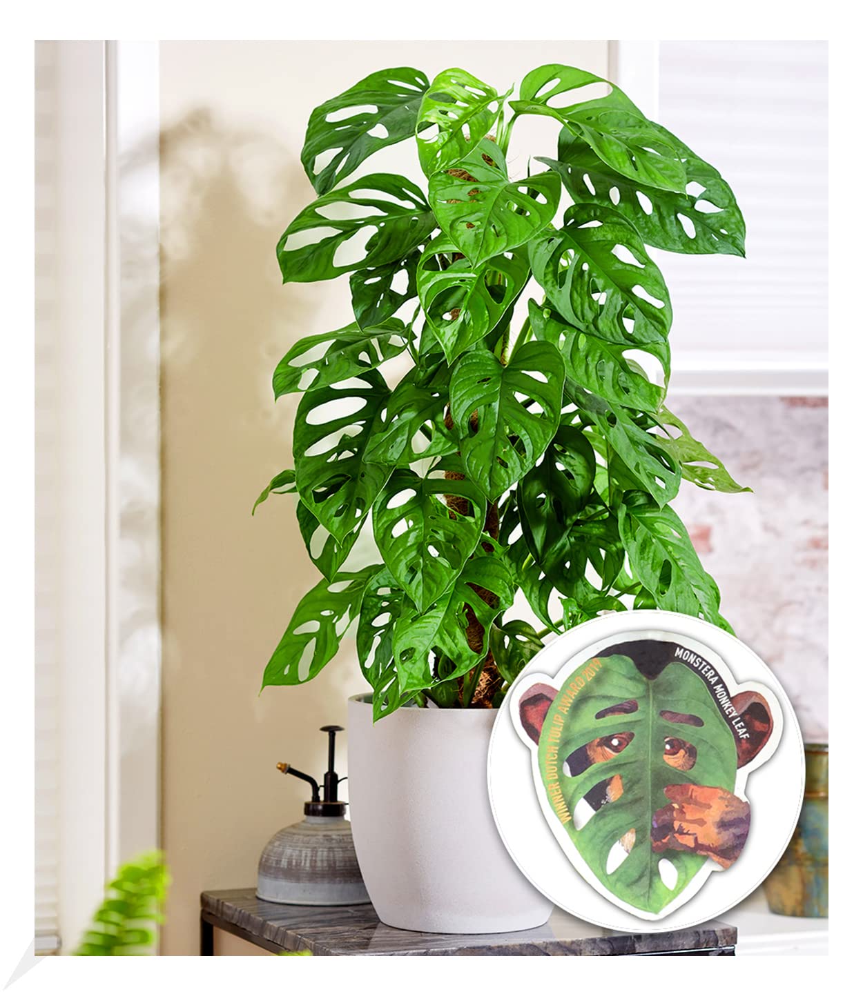 philodendron scandens oxycardium Philodendron Scandens Brasil (Heartleaf Philodendron) ↑ 120 cm –  urbanjngl.com main image 0