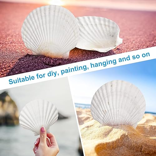 Miniatura 3 de gopiter Pequeñas conchas marinas para decorar  Almeja blanca natural a granel de 1.2 pulgadas  Conchas marinas naturales para manualidades de