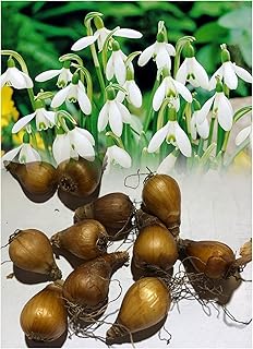 100 Single Snowdrops (Galanthus Nivalis) Bulbs Fragrant White Hardy Spring Perennial : - by GARTHWAITE NURSERIES® : - UK Stockists