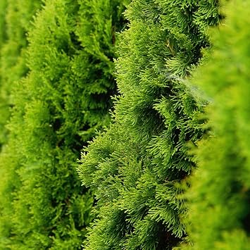 Thuja occidentalis 'Golden Smaragd' Evergreen Conifer with Bright Yellow-Green Foliage Ideal for Hedges and Vertical Features 1x 1 Litre Pots by Thompson and Morgan