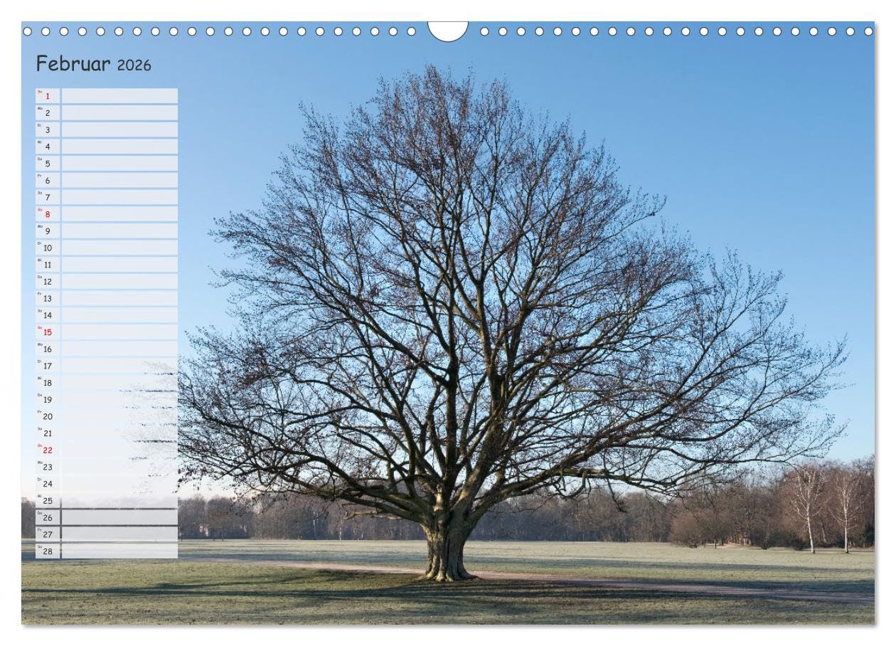 Die Buche: Jahresplaner 2026 (Wandkalender 2026 DIN A3 quer), CALVENDO Monatskalender: Vier Jahreszeiten der Rotbuche