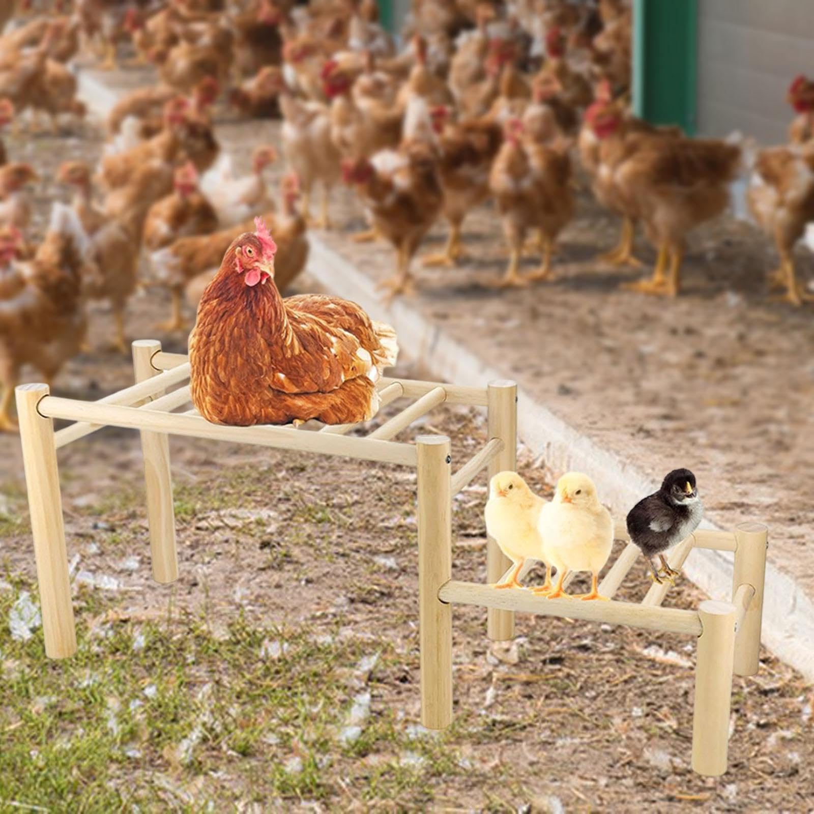 Perchoir en Bois avec échelle, Facile à Assembler et Structure Robuste, idéal pour l'entraînement et Le Divertissement des Poules.