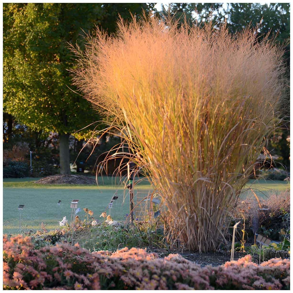 Stauden Gänge 10 x Panicum virgatum 'Thundercloud' Riesen Rutenhirse | Hohes Ziergras für Sonne, Blüte August bis Oktober, mehrjährig, 1 L Topf (11x11 cm)
