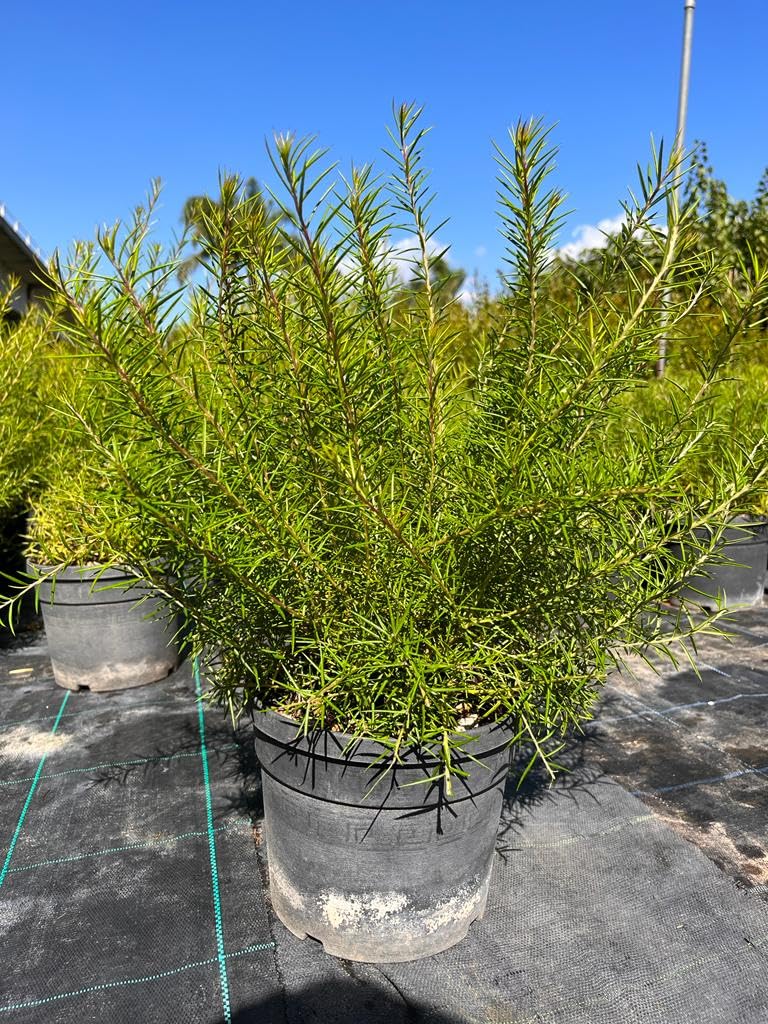 Grevillea rosmarinifolia, Piante per bordure e cespugli fioriti, vs18, grevillea