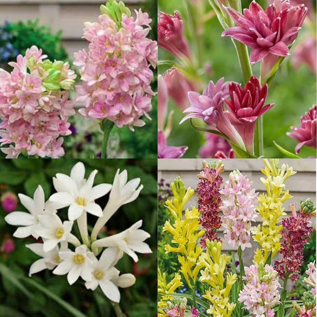Tuberose plant saplings || Aromatic flowers bulb plant different colour fragrance || Double petal all season hybrid seeds pack of 12-image-2