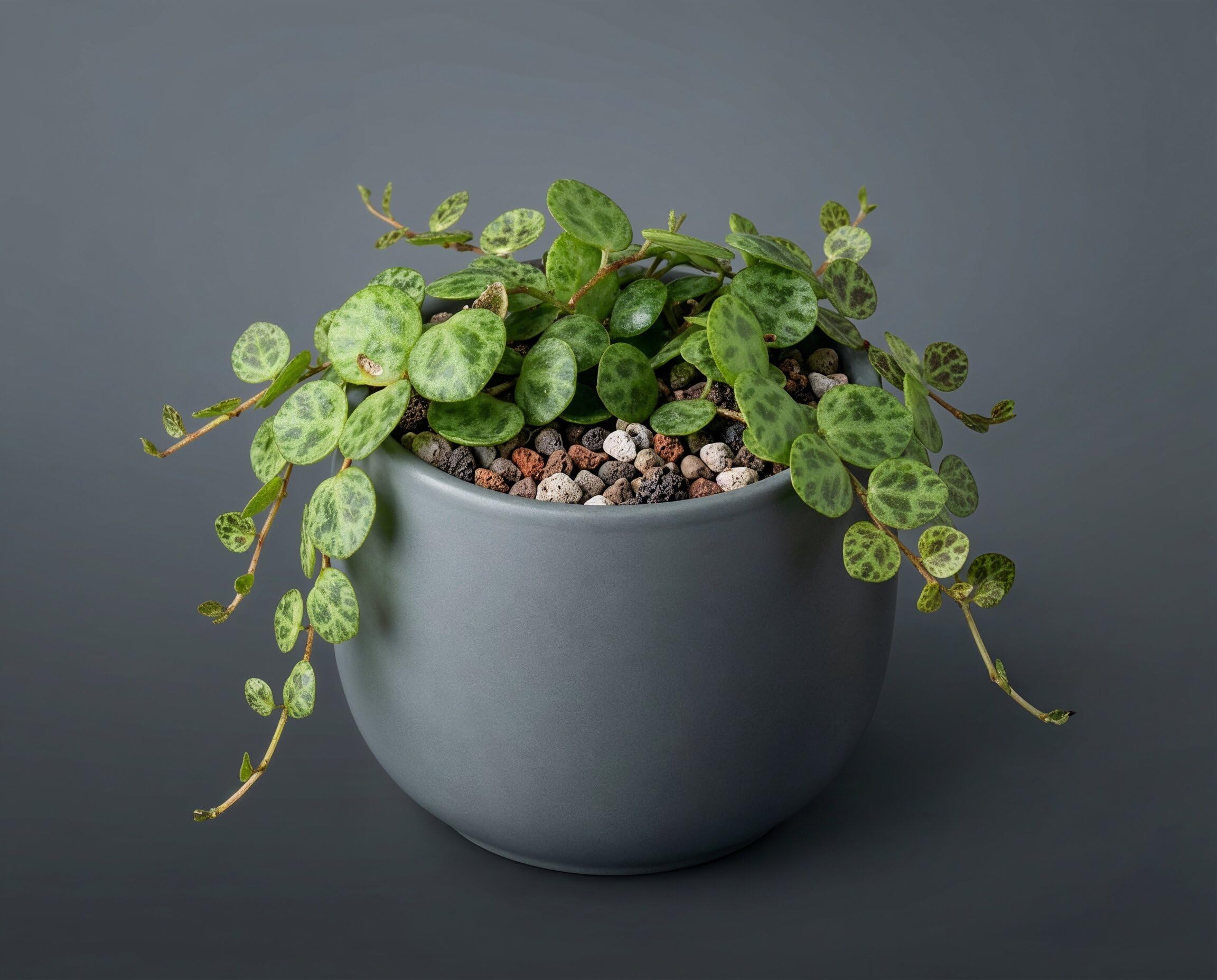 Peperomia Prostrata