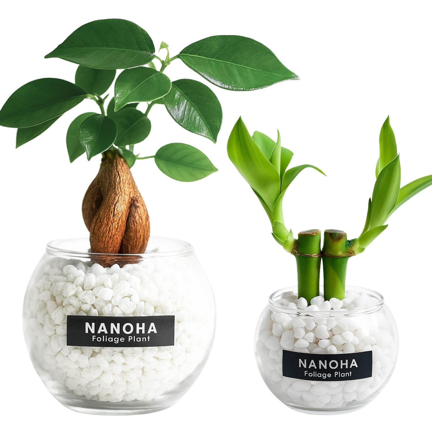 元祖⬛︎ 白玉 ガジュマル ⬛︎挿し木用 元祖⬛︎ 白玉 ガジュマル ⬛︎挿し木用 - メルカリ