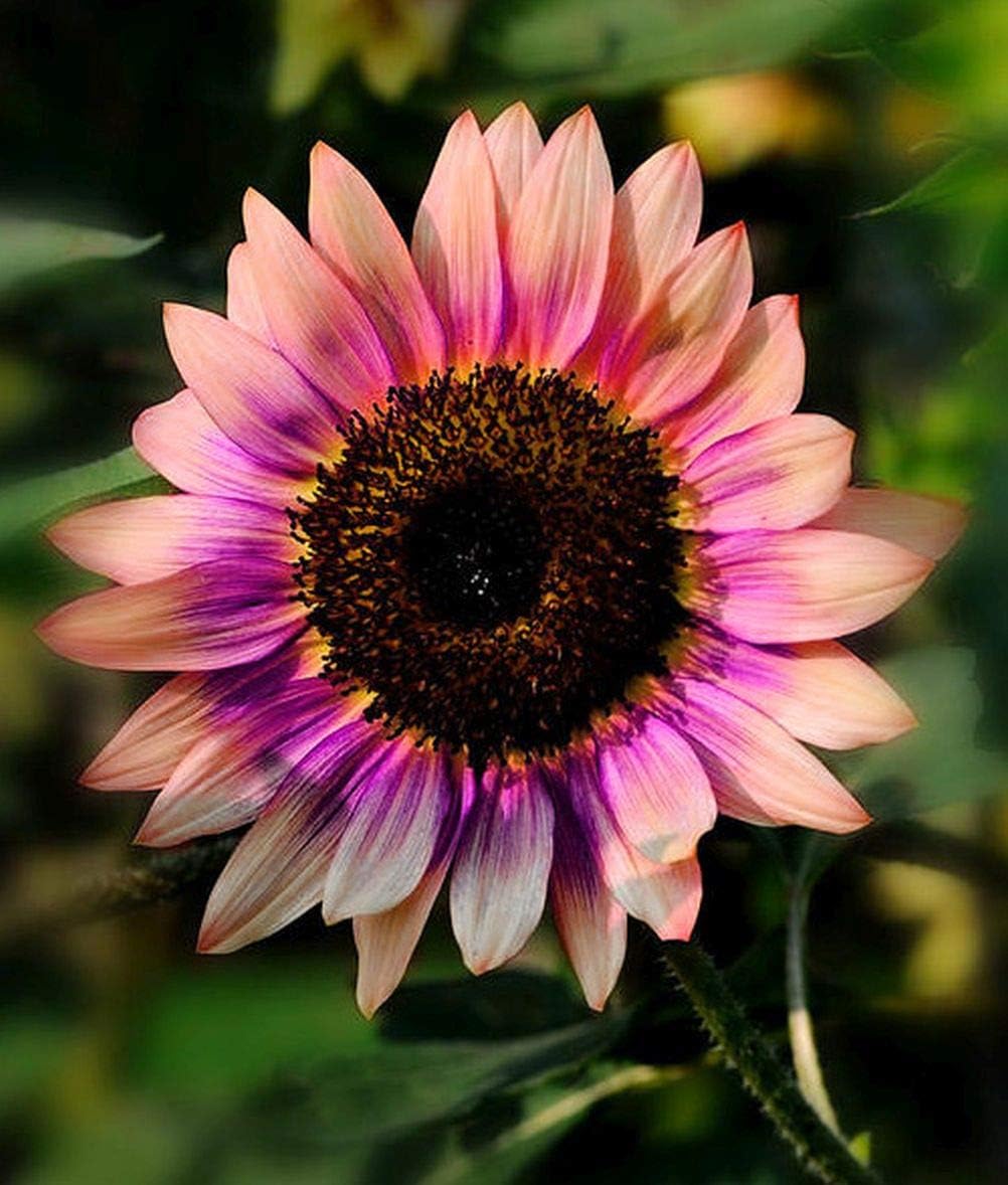 Iris Tectorum Rose Sunflower 50Pcs Pink Sunflower Seeds Pink Sunflower Seeds Amazon.ca Patio