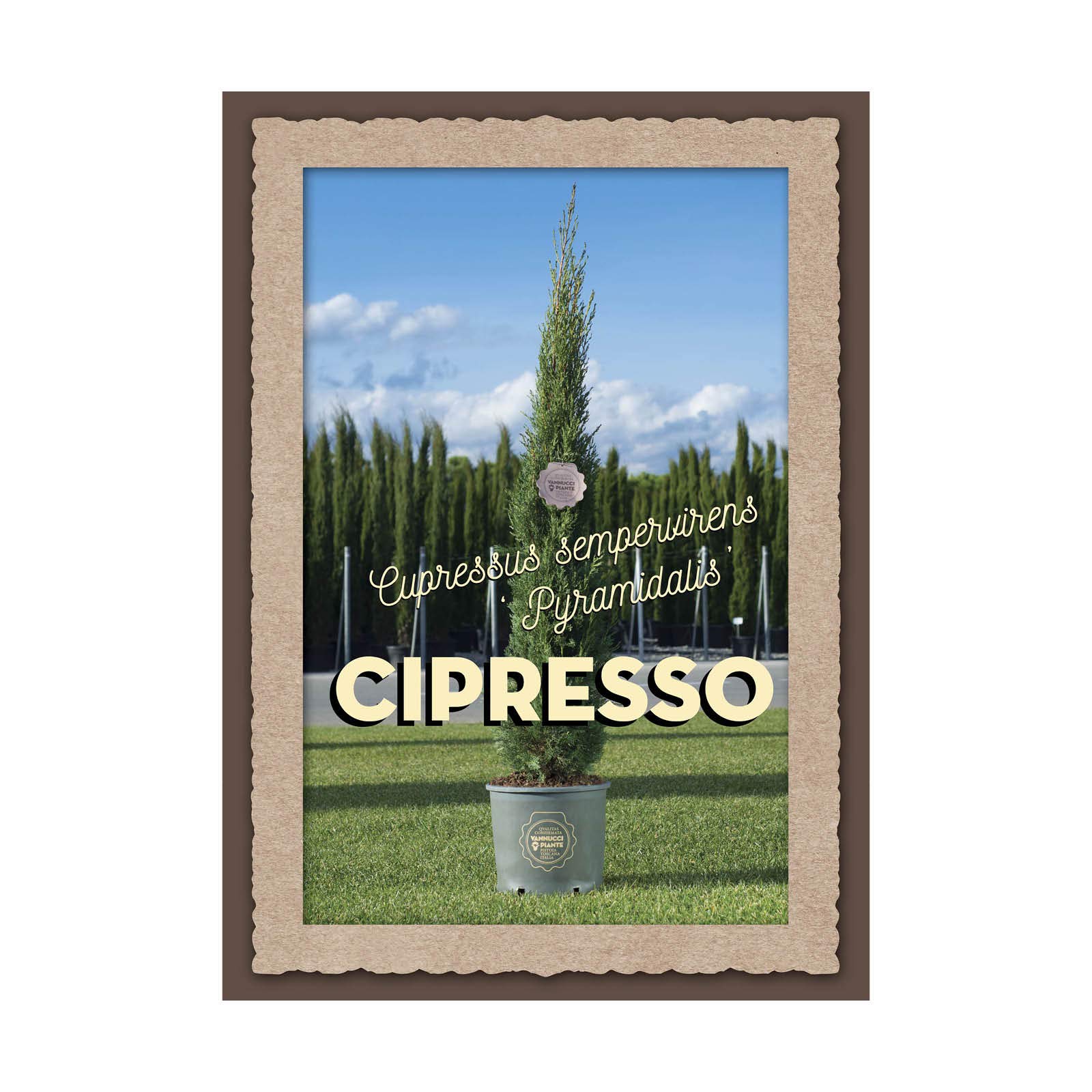 Vannucci Piante - Cupressus sempervirens 'Pyramidalis', Cipresso toscano, Cipresso nero d'innesto, Pianta vera, Conifera