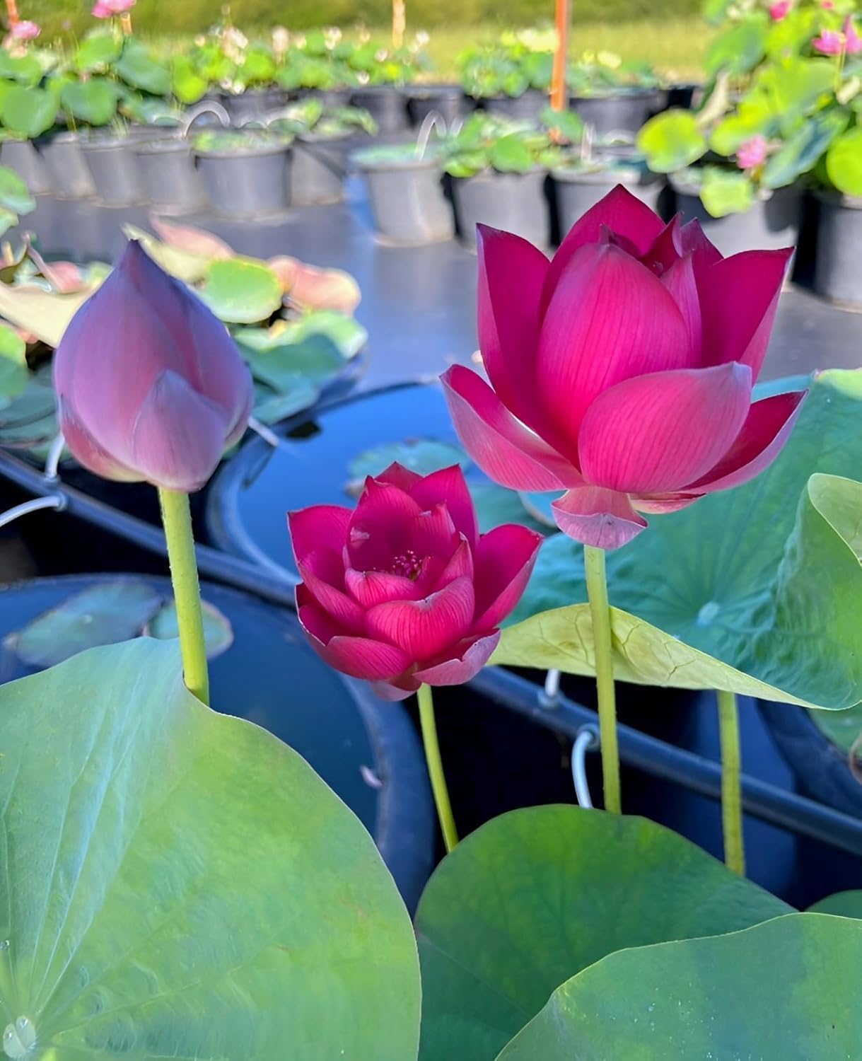 Beautiful Red Water Lily Lotus Flower Plant (Tuber) - Fast-Growing, Healthy Live Outdoor & Indoor Flowering Lotus for Garden, Pond, Water Features & Home Decoration (Without Pot)-image-41