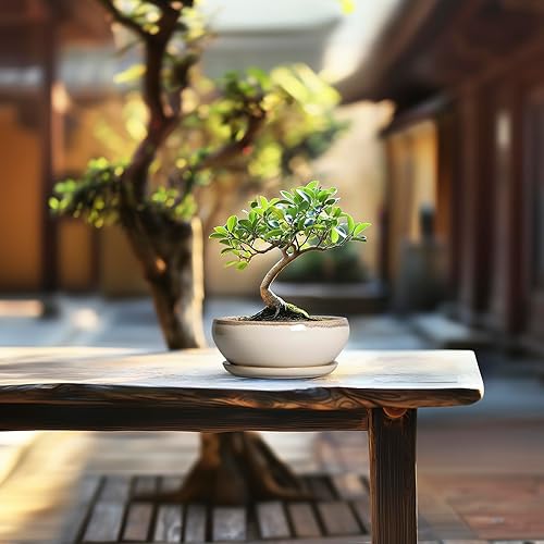 Miniatura 7 de SQOWL Macetas pequeñas para bonsái, macetas de cerámica de 6 pulgadas para suculentas, maceta poco profunda con orificio de drenaje y platillo,