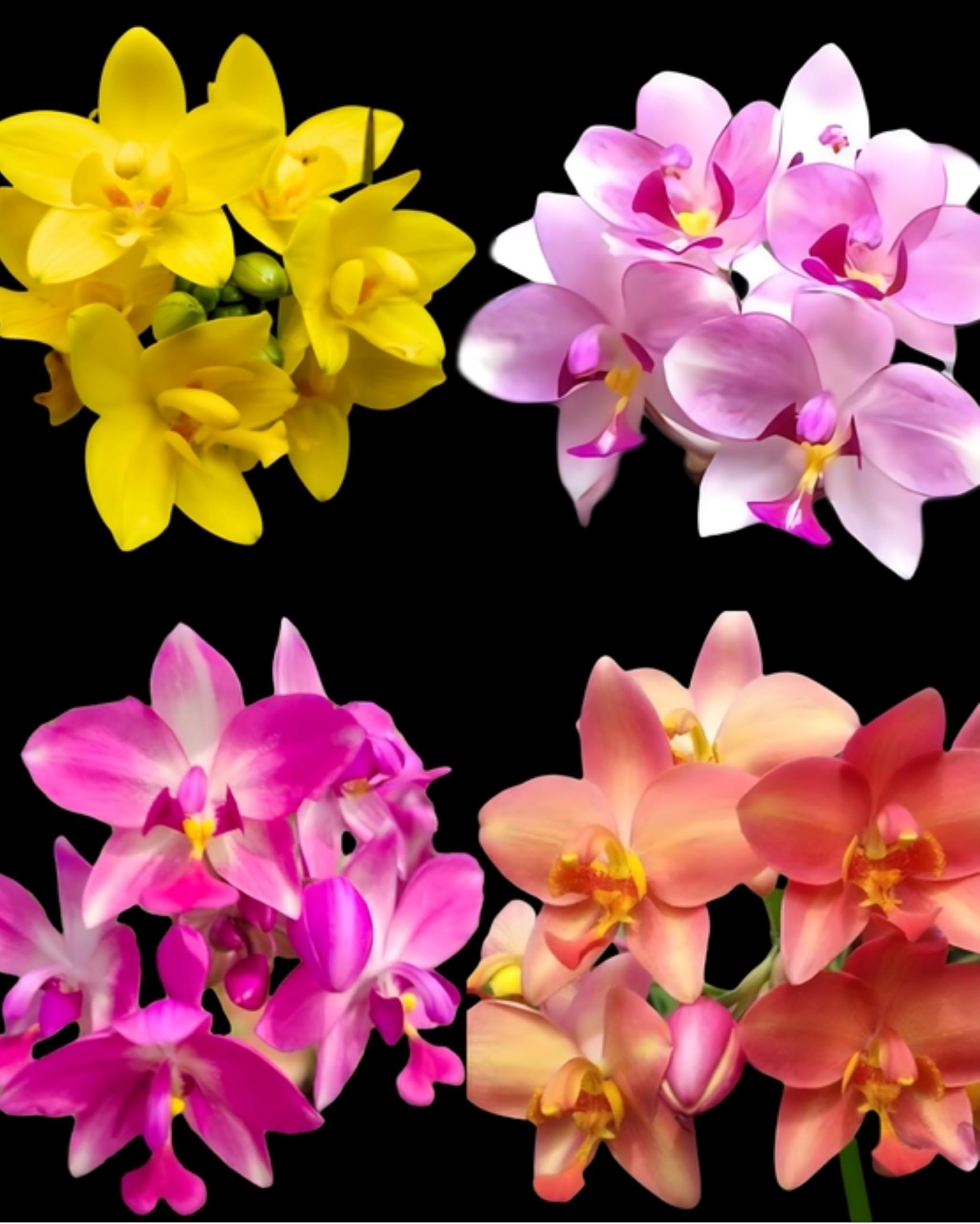 Divine Blossoms Spathoglottis Ground Orchid Hybrid Without Flower Assorted Colours (B0D9BL4KNF) Amazon Price History, Amazon Price Tracker