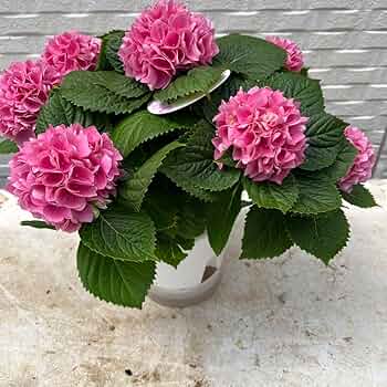 Amazon.co.jp: 紫陽花 アジサイ 島根オリジナル 茜雲 5号 底面