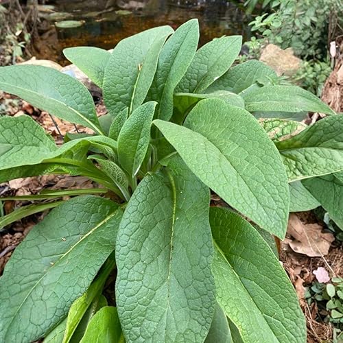 Miniatura 7 de Comfrey Roots for Planting, 15 Live Comfrey Rhizomes, 36 Inches, Perennial Herbs for Growing Outdoor
