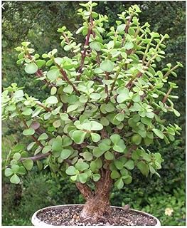 PORTUCALARIA AFFRA Green rare elephant bush mini jade tree bonsai 4" plant