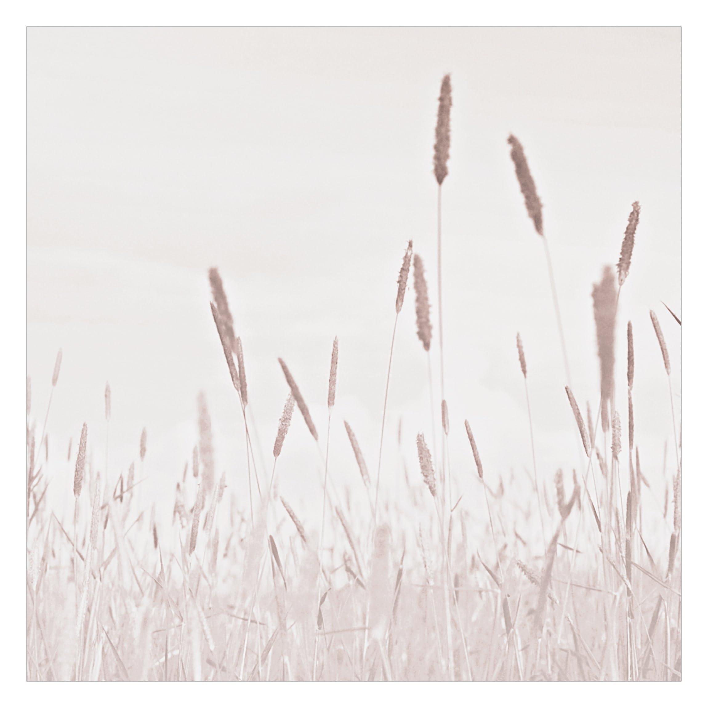 Papier peint panoramique salon herbes beige avec colle incluse