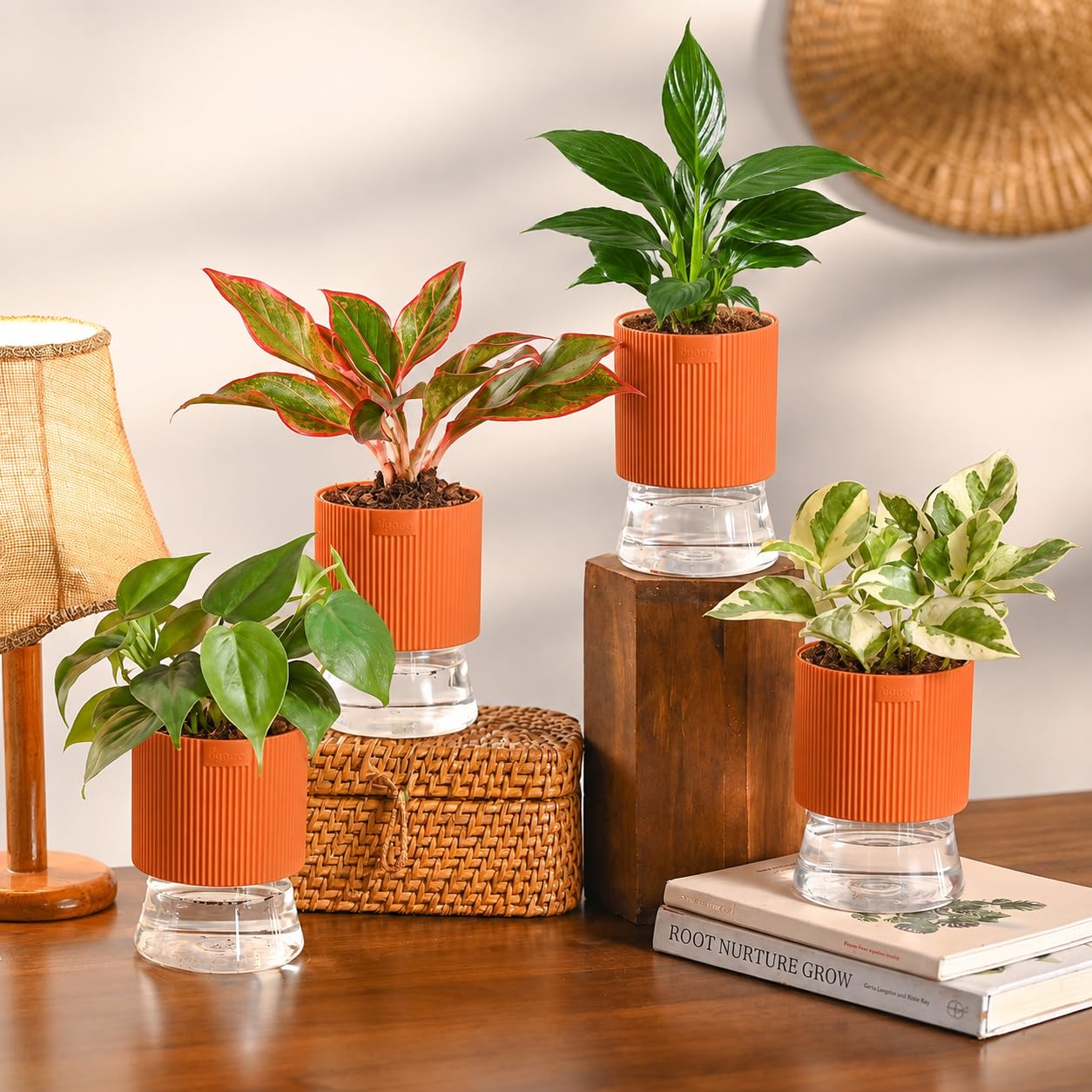 Ugaoo 4-Plant Indoor Combo - Office & Home Decor -1