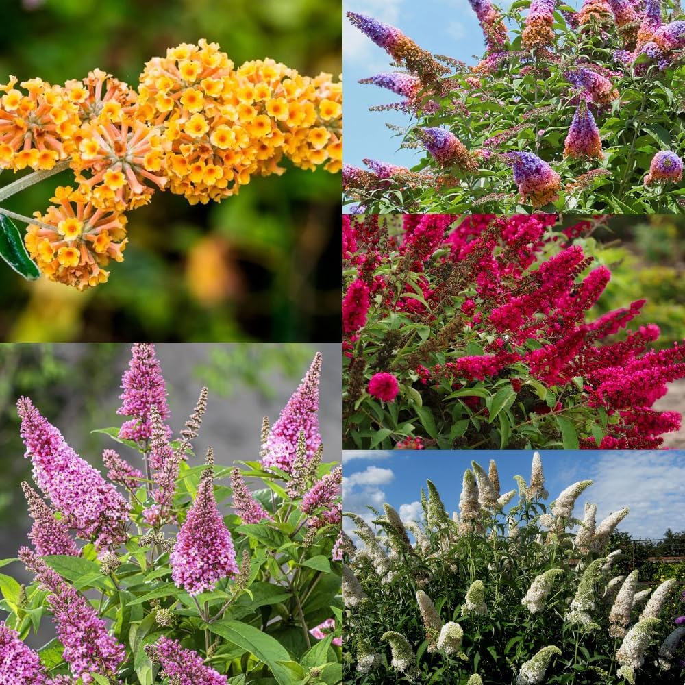 2 Butterfly Bushes Live Plants, Perennial Butterfly Bush for Outdoor Garden, Container Growing 4-7 Inches (Assorted)