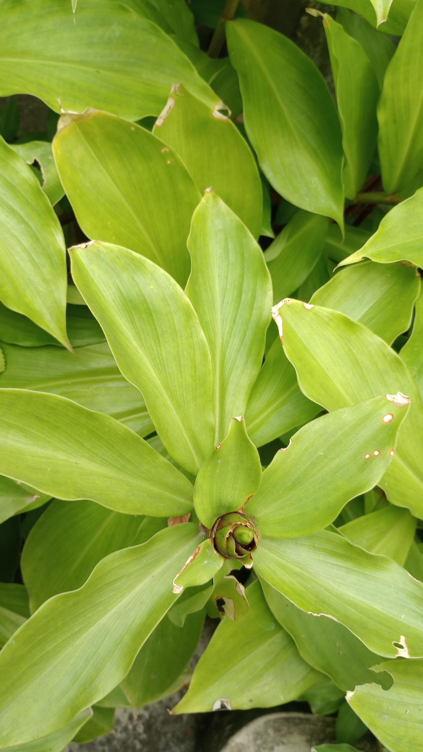 Aadityaa's Natural Sun Dried whole Insulin plant Leaf Costus igneus anti- Diabetic Herb to Balance Sugar Level Inflammation Oxidative Stress Immunity Boost, Pack Of 140 Dry Leaves.-image-40