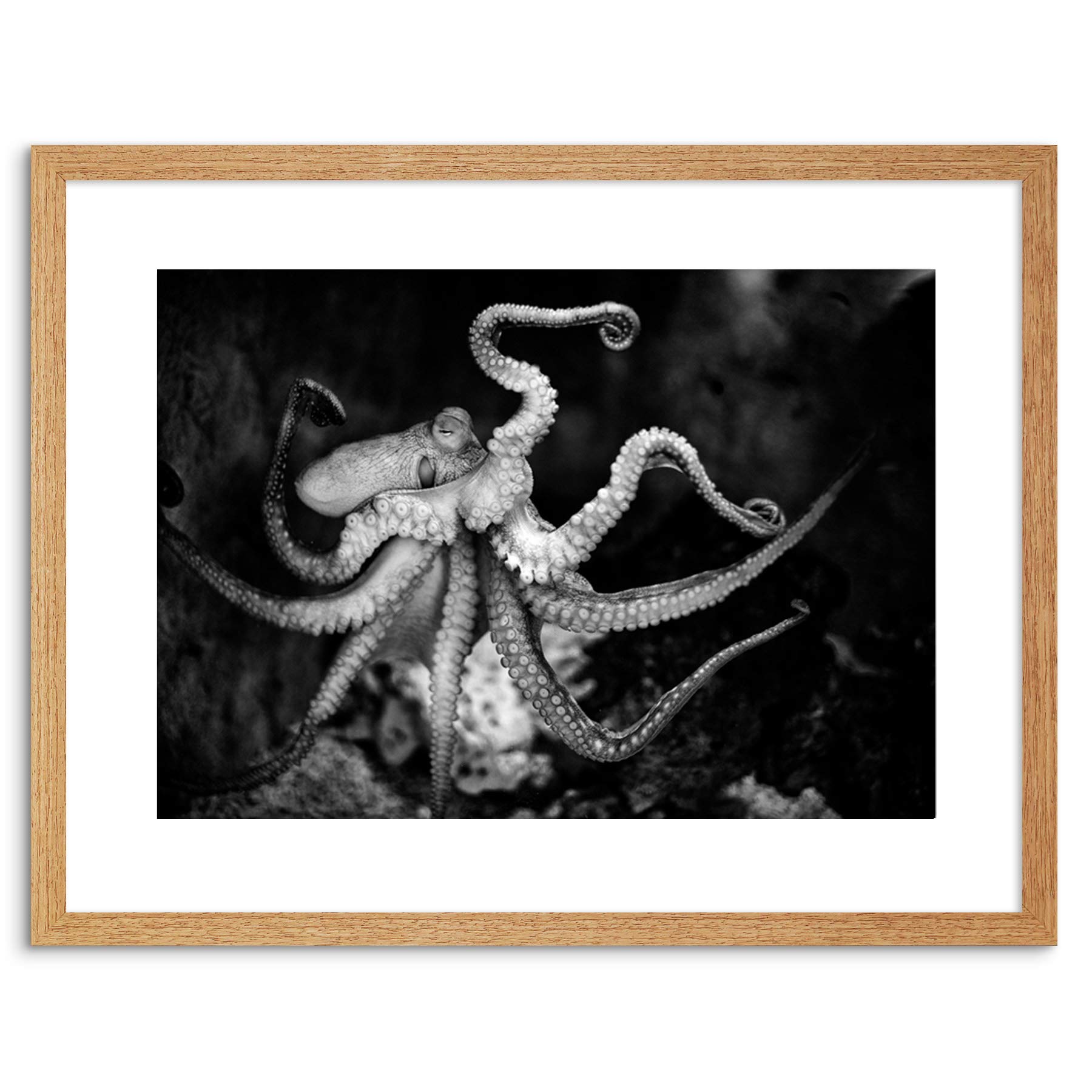 Wee Blue Coo ANIMAL PHOTO AQUATIC MARINE OCTOPUS BW FRAMED ART PRINT POSTER F97X11773