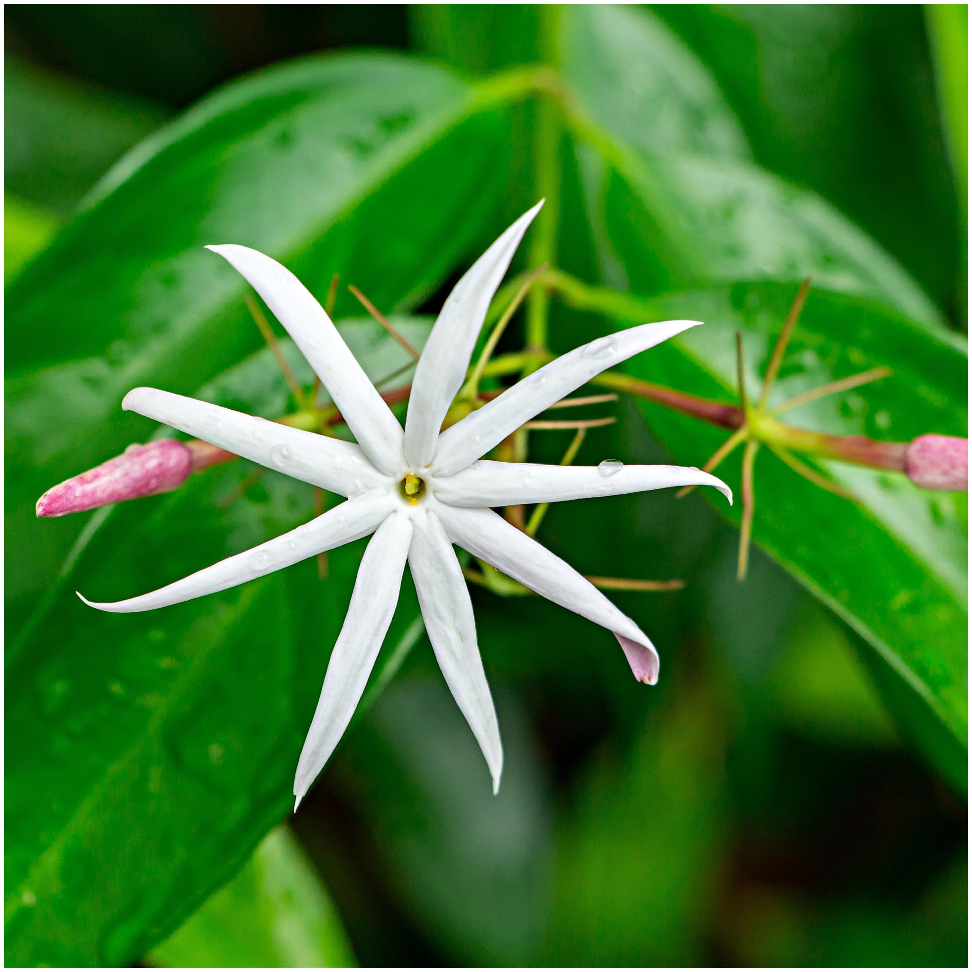 Jasmine Angel Wings, Jasminum Laurifolium in 9cm Pot, Purple Buds, White Flowers 3fatpigs®