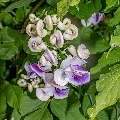 Miniatura 4 de CHUXAY GARDEN Cochliasanthus Caracalla-Sacacorchos, vid de caracol, enredadera de caracol, flor de caracol, frijol de caracol, 8 semillas