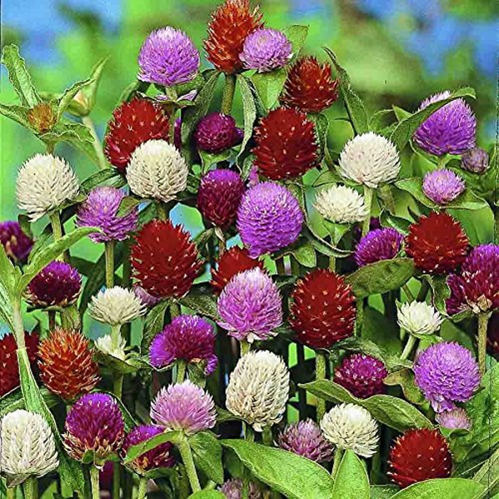 See full amazon price history chart for Nature mayaa Gomphrena Choice Mix flower seeds 300+ Nature mayaa Gomphrena Choice Mix flower seeds 300+ (B0B2NS2XGH) Amazon Price History, Amazon Price Tracker