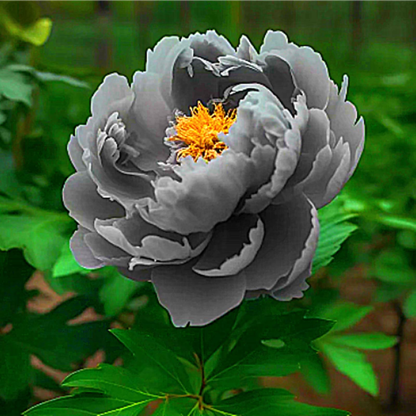 Peony Plants for Sale,Feels Beautiful,Peony Mix,Good for Containers,Golden Jade Carving-2bulbs-C
