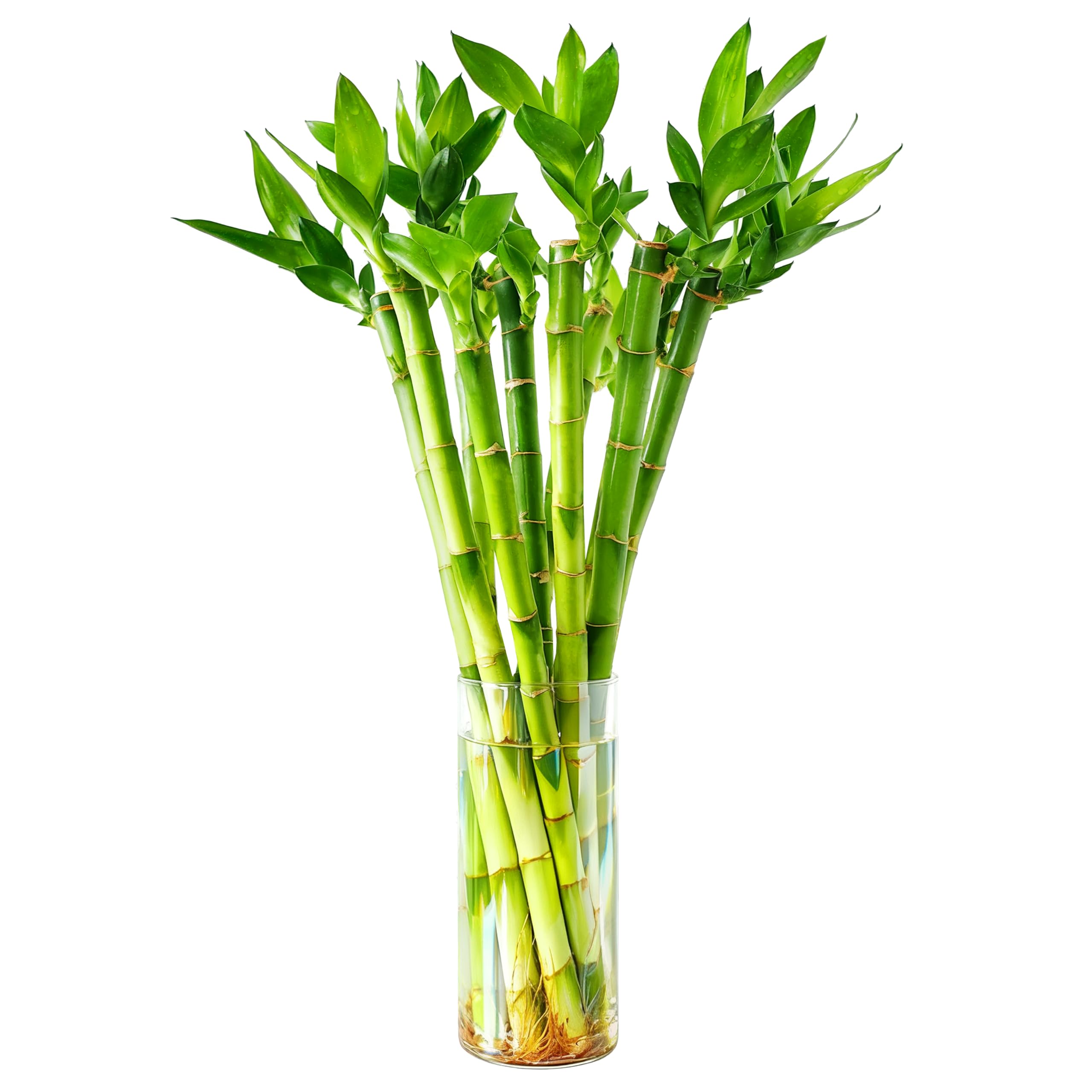Yagaliga Lucky Bamboo 18 Inch
