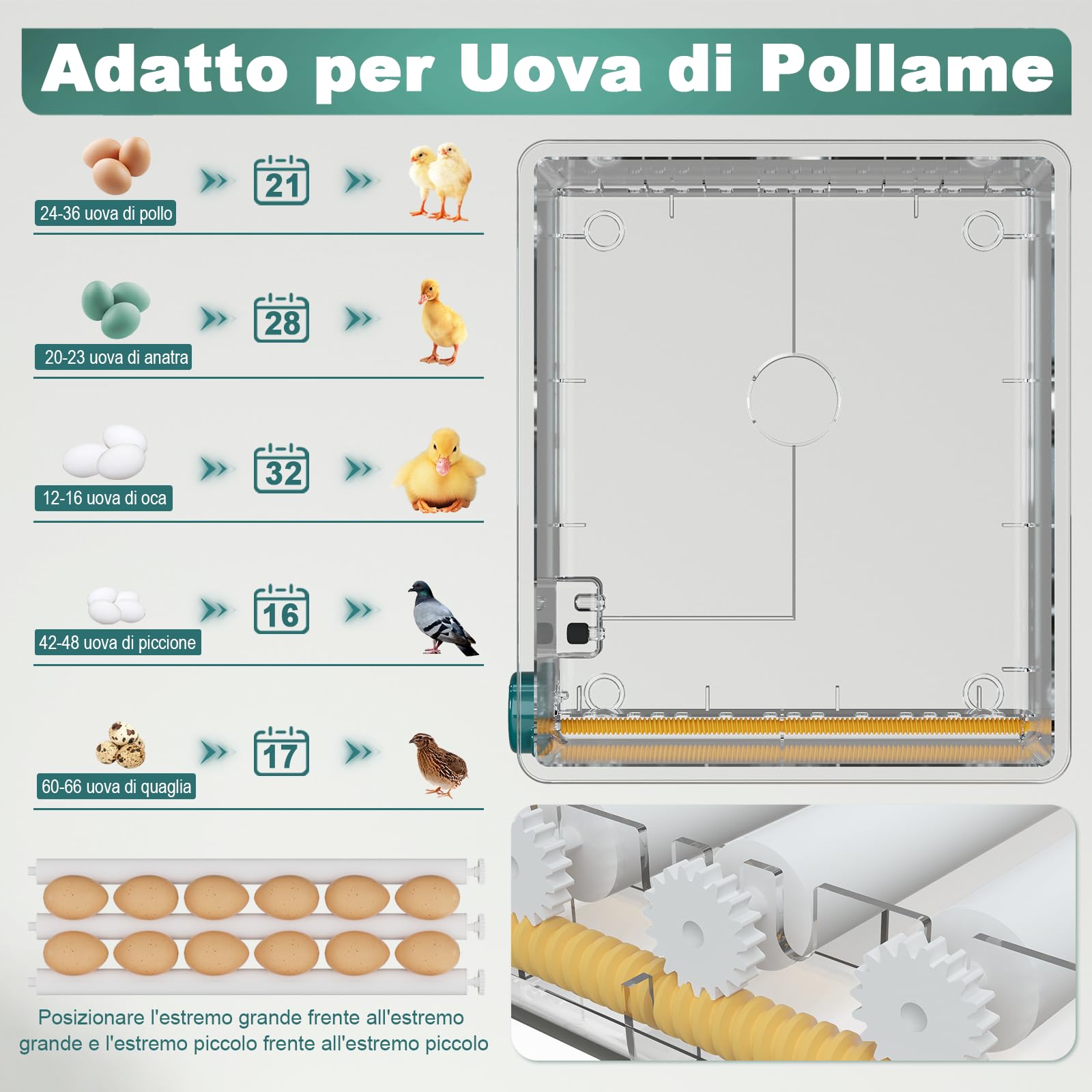 CoInceptus Incubatrice per Uova Automatica, Incubatrice per 24-36 Uova con Rotazione Automatica delle Uova e Aggiunta Automatica dell'acqua, Incubatrice con 4 Modalità di Incubazione Automatiche