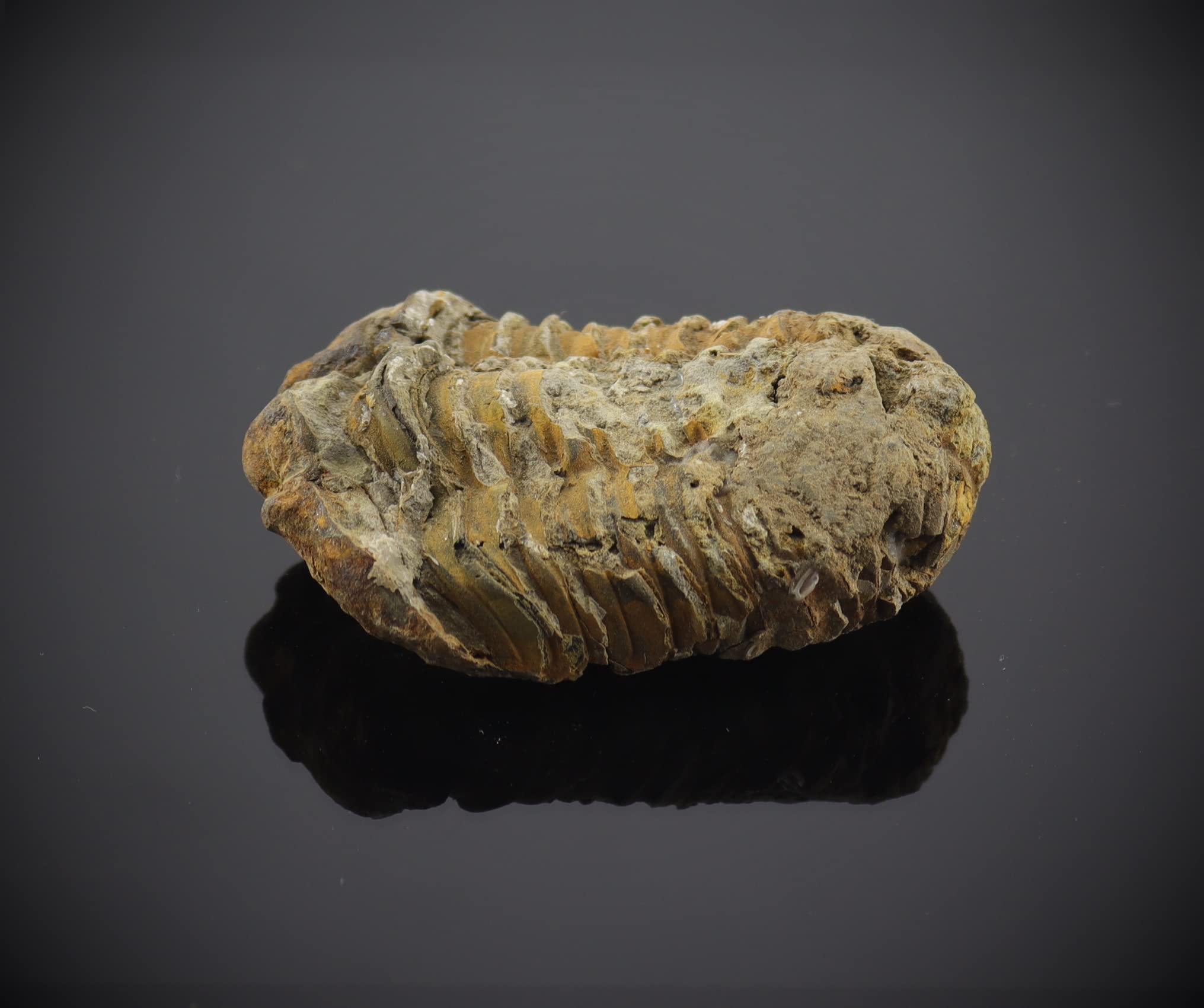 Echte Trilobiten Fossilien Aus Marokko - 400 Mio. Jahre Urzeit Geschenk