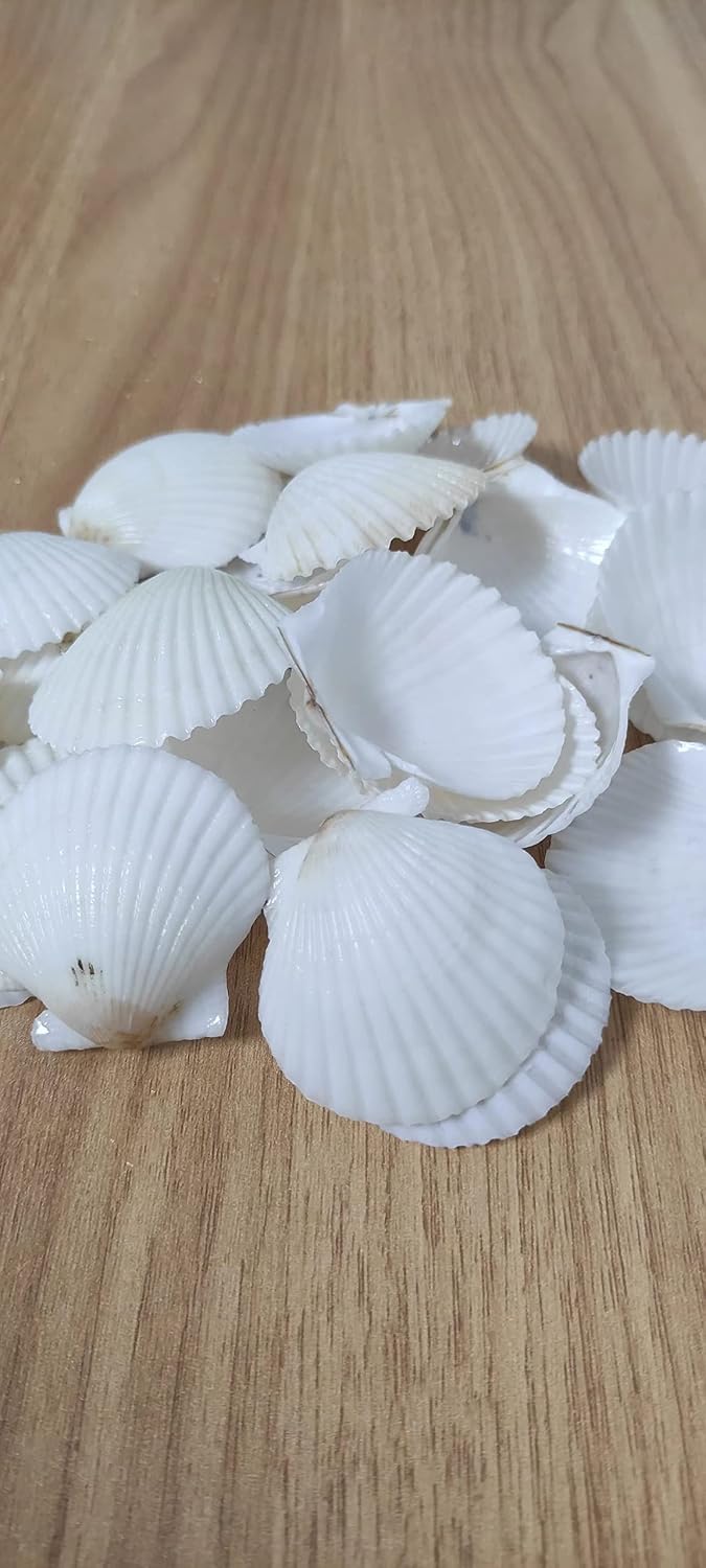 SEAJIAYI 50 PCS Sea Shells Beach Small White Scallop Shells Seashells White Seashells for Home Decoration, DIY Crafts, Fish Tank and Vase Filler (White)
