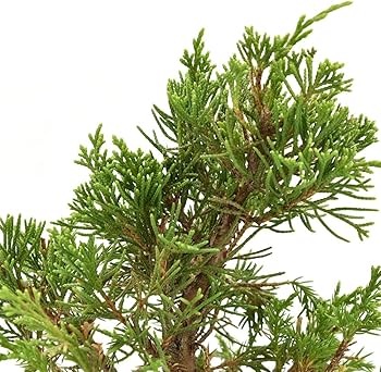 Amazon.co.jp: 盆栽 糸魚川真柏 素材 苗木 15cm ミニ盆栽 小品盆栽