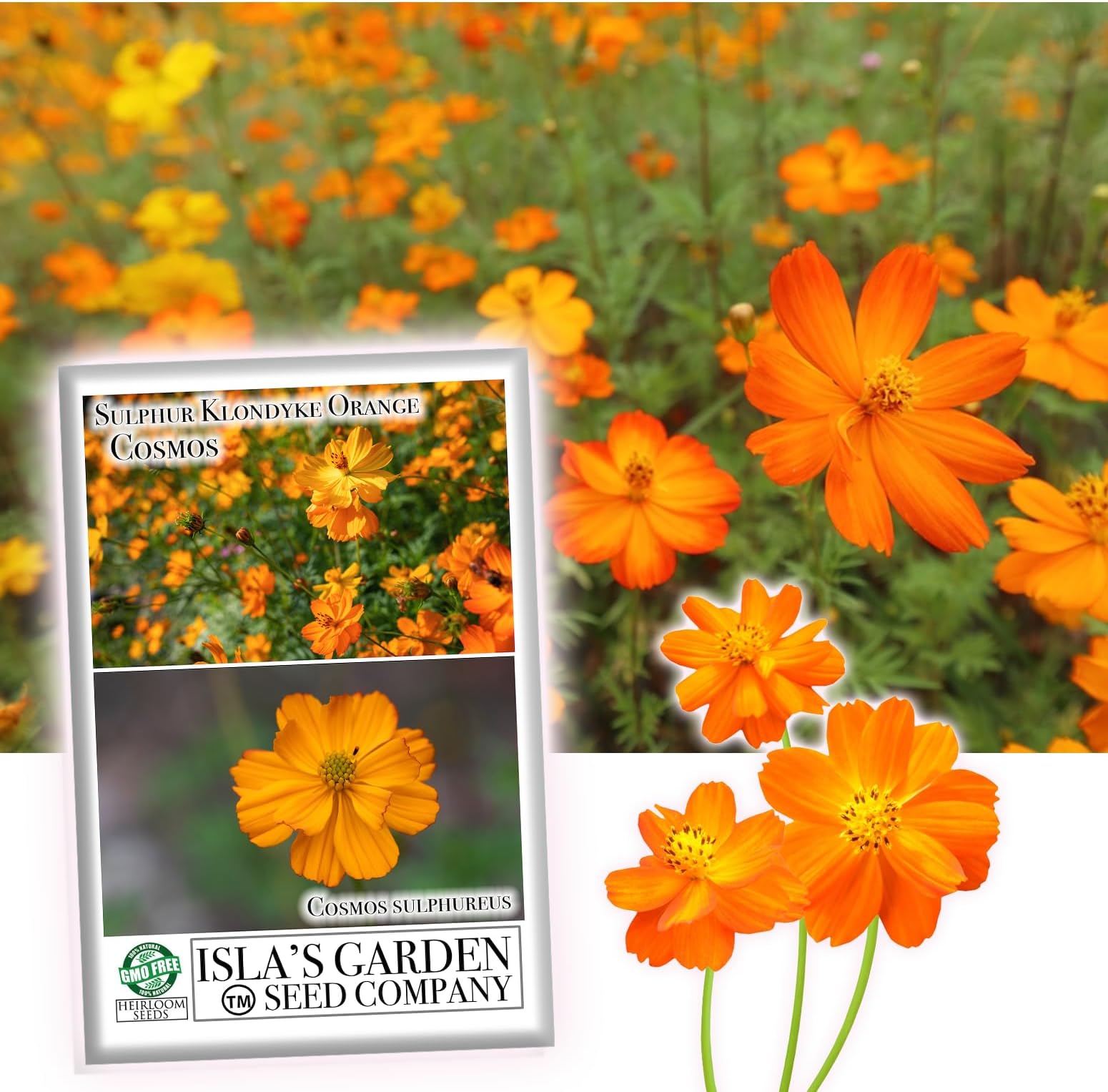 Klondyke Orange Sulphur Cosmos Flower Seeds for Planting, 100+ Seeds Per Packet, (Isla's Garden Seeds), Non GMO & Heirloom Seeds, Scientific Name: Cosmos bipinnatus, Great Home Garden Gift
