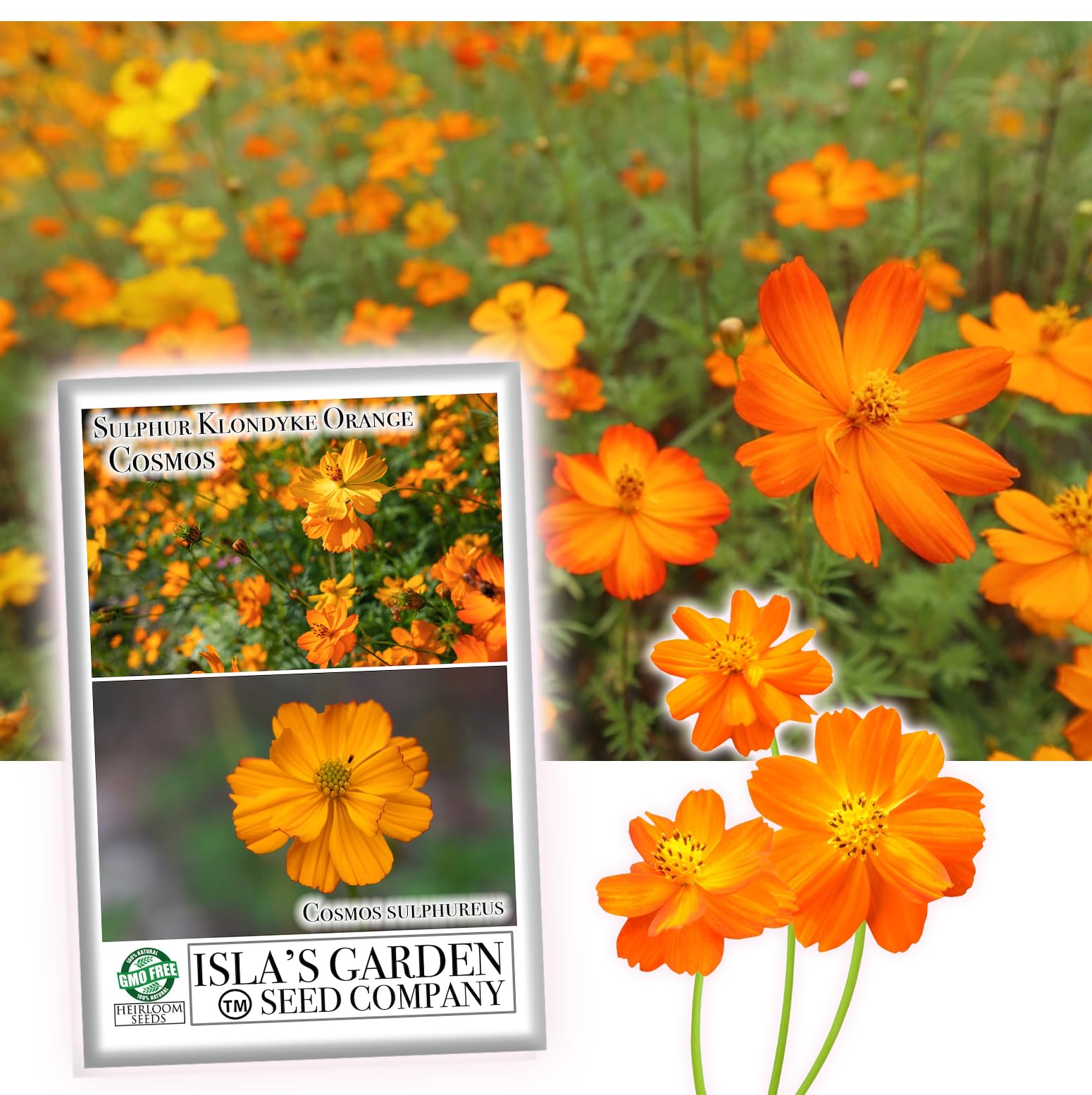 Klondyke Orange Sulphur Cosmos Flower Seeds for Planting, 100+ Seeds Per Packet, (Isla's Garden Seeds), Non GMO & Heirloom Seeds, Scientific Name: Cosmos bipinnatus, Great Home Garden Gift