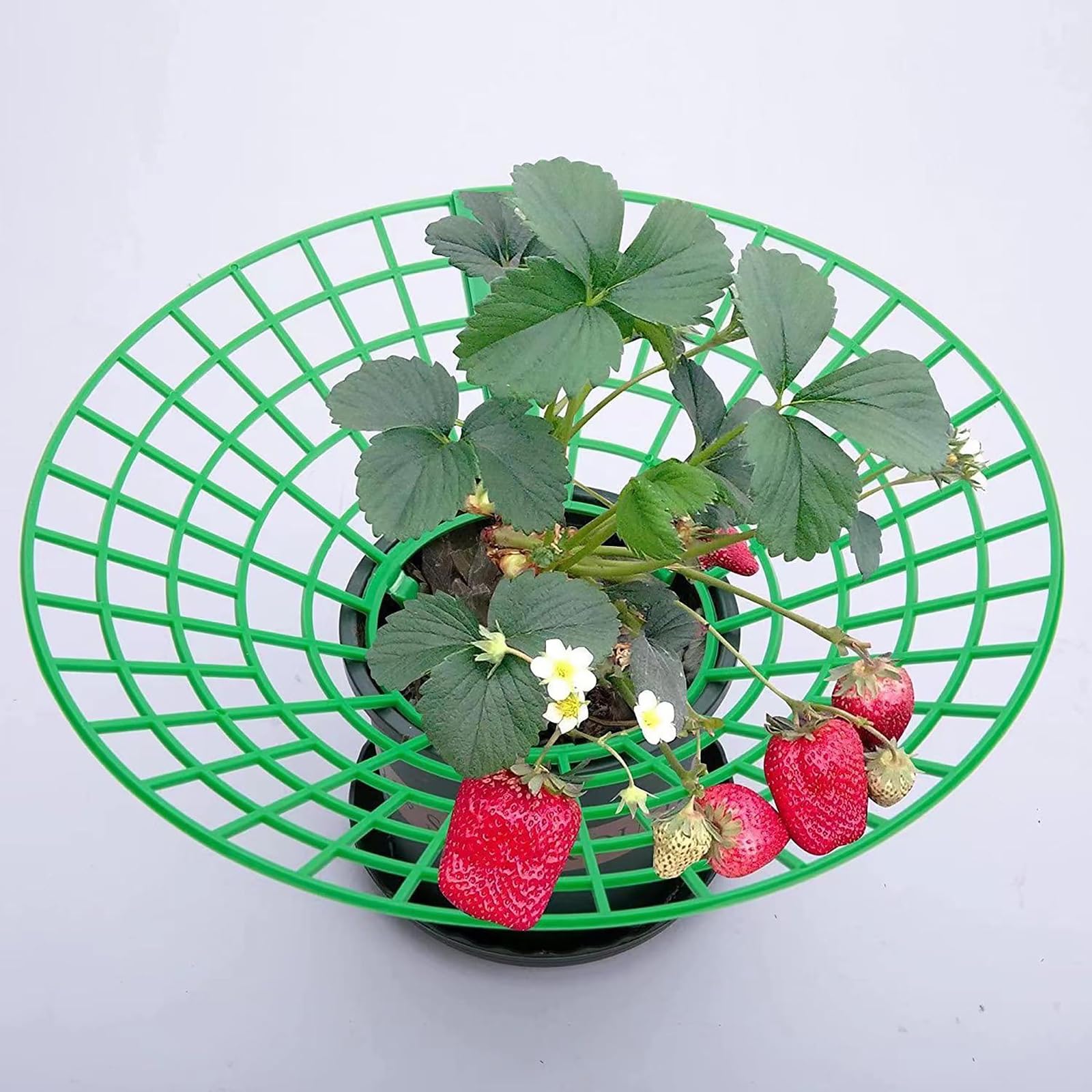 15 Pièces Support Fraisier, Plastique Amovible Supports pour Fraises Diamètre 30.6 cm Support de Culture de Fraises pour Fraise, Légume, Fleur, Plante (Vert)