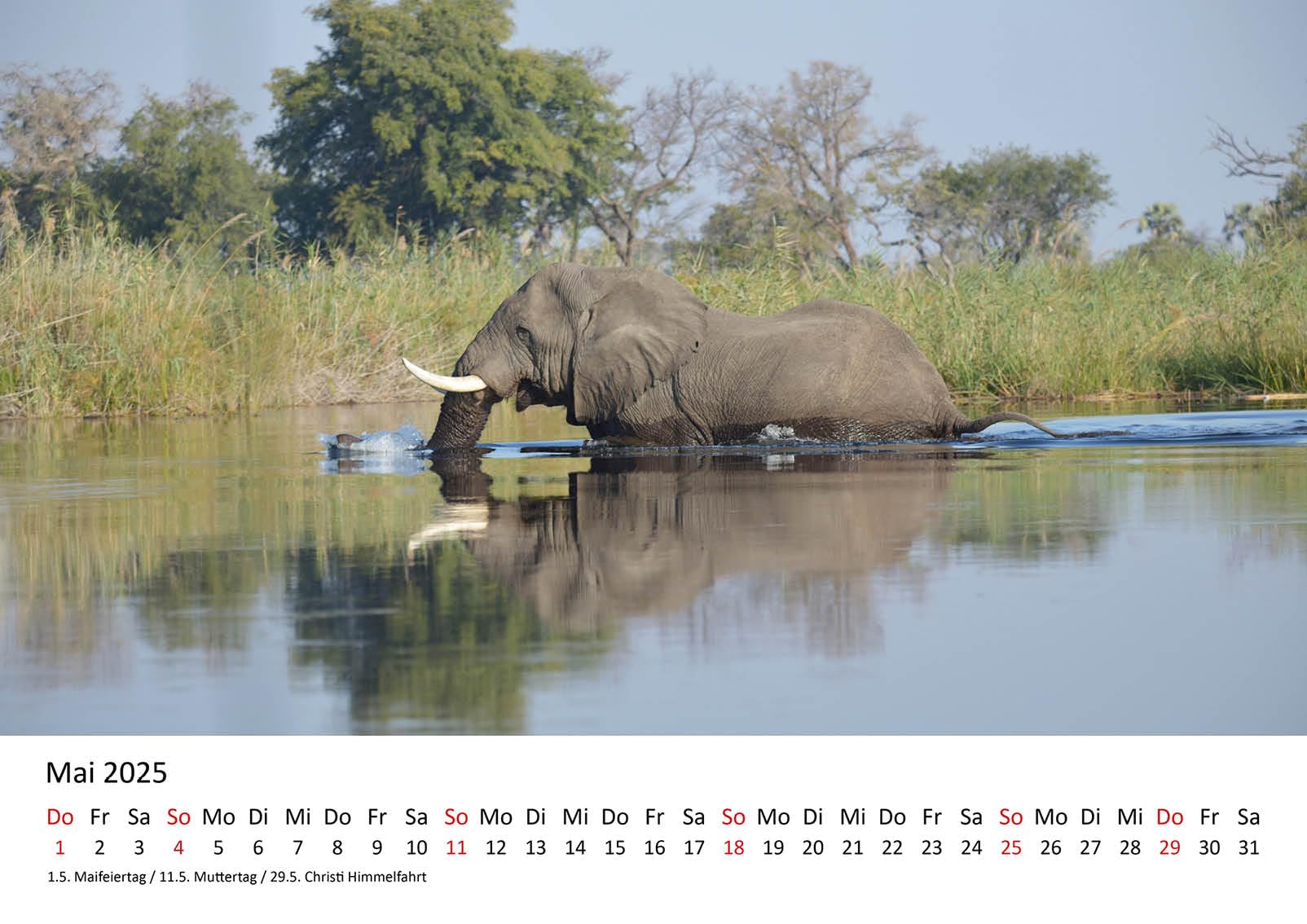 Wildes Afrika Kalender 2026: Bildgewaltiger Tier-Kalender im großen Querformat (54x42 cm) | Big Five, Safari, Elefant, Nashorn, Büffel, Löwe, Leopard : Ackermann Kunstverlag GmbH