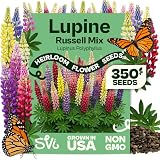 SVI 350 Mix Russell Lupine Seeds (Lupinus polyphyllus) – Heirloom Perennial Lupine Seed Packets, Wildflower Seed Mix – Cut Flower Seeds for Flower Garden, Borders & Meadow Planting Outdoors