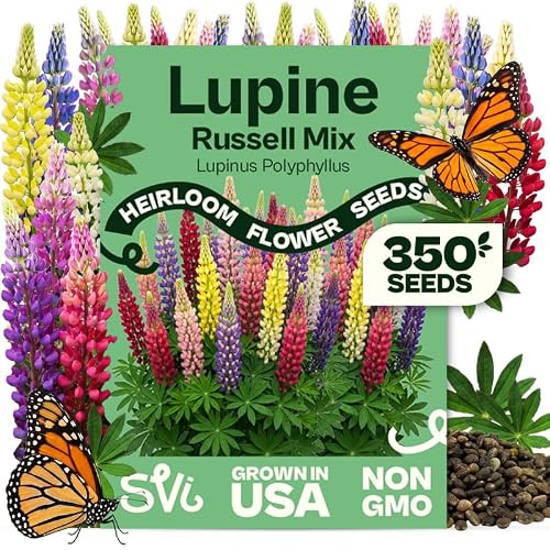 SVI 350 Mix Russell Lupine Seeds (Lupinus polyphyllus) – Heirloom Perennial Lupine Seed Packets, Wildflower Seed Mix – Cut Flower Seeds for Flower Garden, Borders & Meadow Planting Outdoors