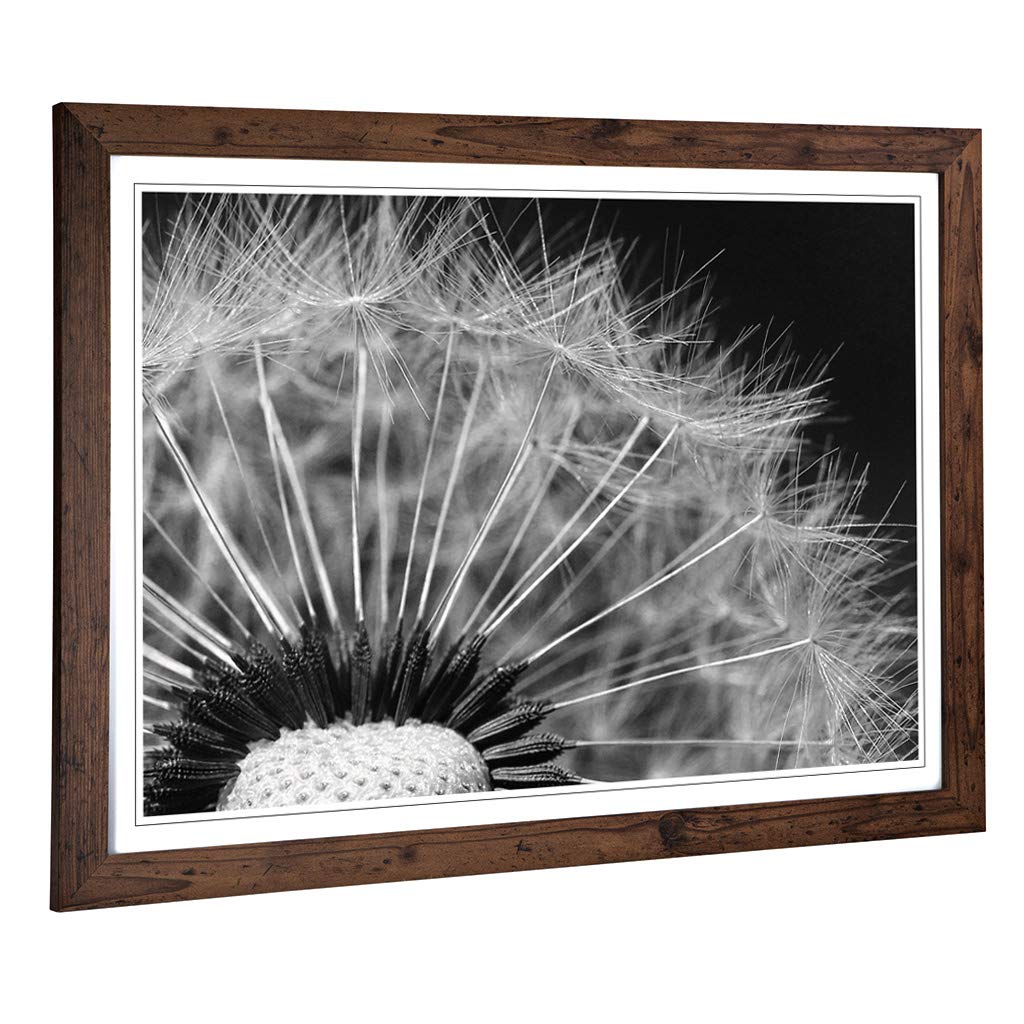 Big Box Art Framed Print of Flower Dandelion Seeds 2 Design | Wall Art Picture | Home Decor for Kitchen, Living, Dining Room, Bedroom, Hallway, Office, Walnut, A2 / 24.5x18 Inch / 62x45cm