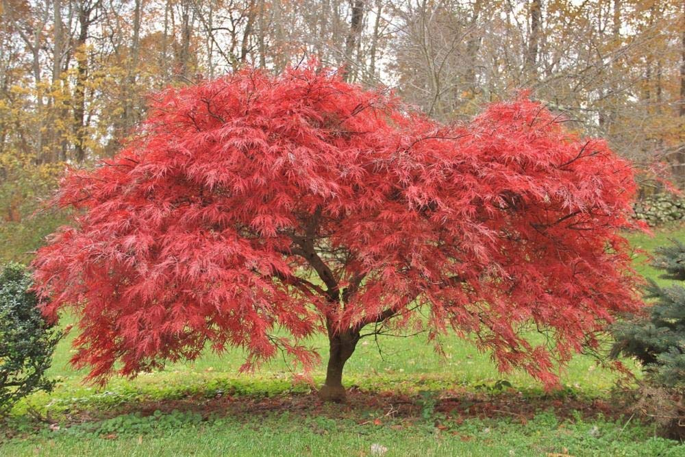 Red Lace Leaf Japanese Maple 30 Seeds Acer Palmatum Atropurpureum